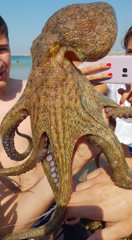 Foto 1 Aqui há polvo.png