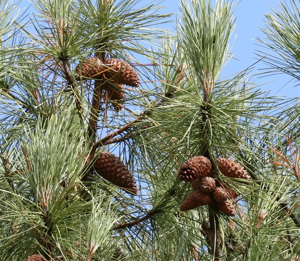 Pinheiro-bravo-Pinus-pinaster_result.jpg