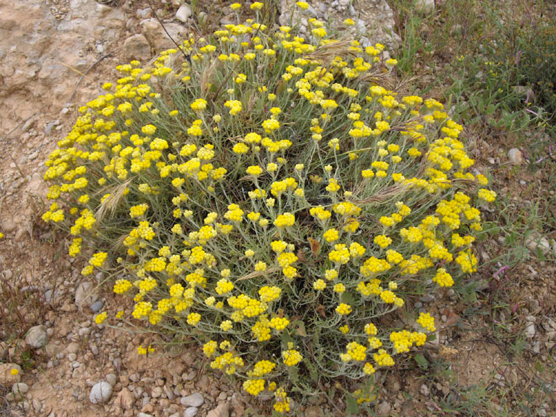 Helichrysum_stoechas_4_(Espagne).jpg