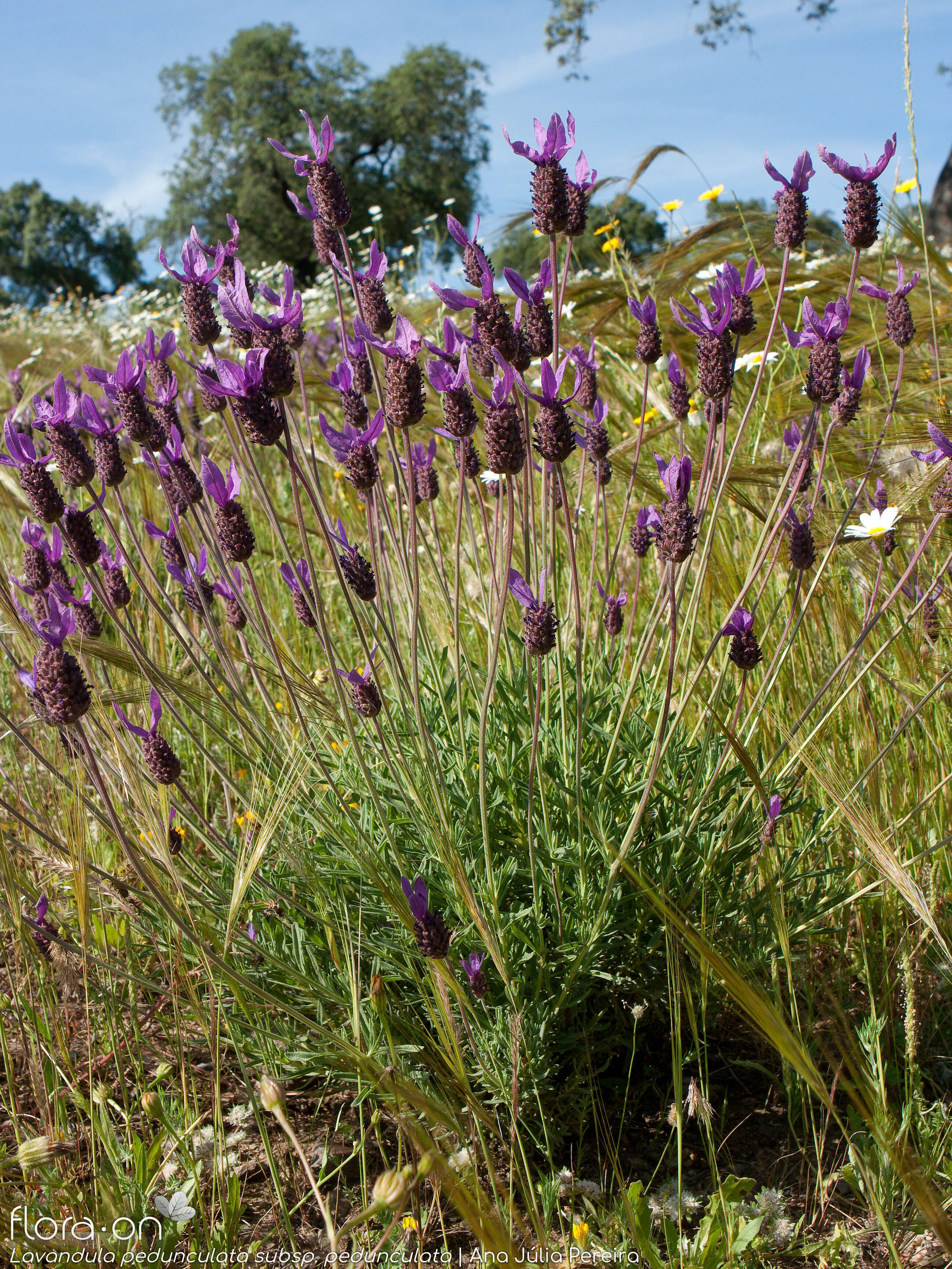 Lavandula-pedunculata-AJPereira.jpg