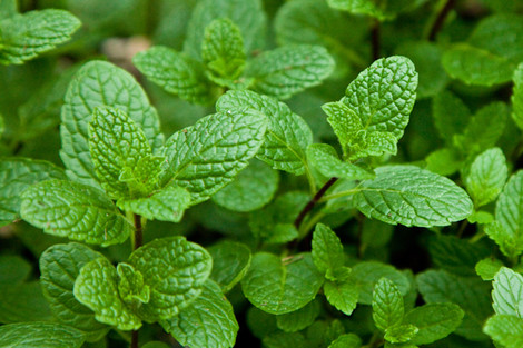 MENTHA-SPICATA1.jpg